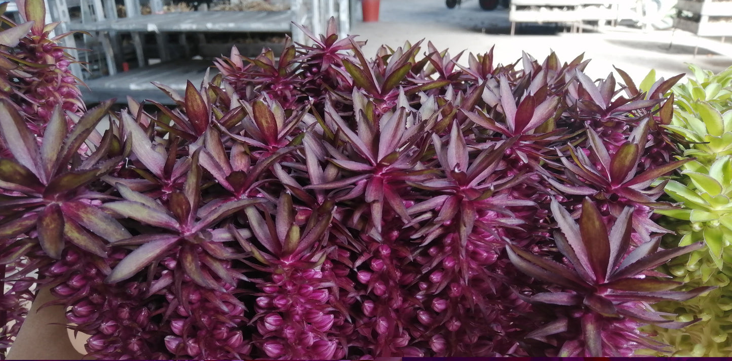 Eucomis Indian Summer