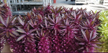 Afbeelding in Gallery-weergave laden, Eucomis Indian Summer
