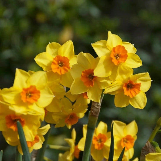 Narcis Falconet is een heerlijke geurige meerbloemige variëteit die wordt aanbevolen voor borders, snijbloemen en teelt in pot.