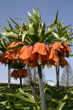 Lade das Bild in den Galerie-Viewer, Fritillaria Rubra 
