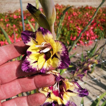 Load image into Gallery viewer, Extraverte nieuwe gladiool met een verbazingwekkend scala van kleuren   

