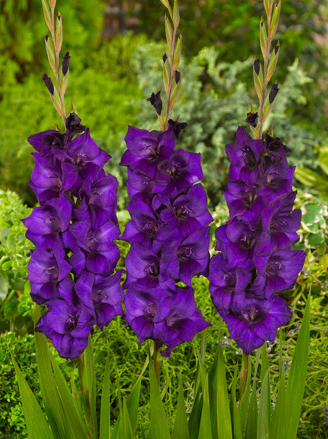 Heerlijke donkere Gladiool, prachtig ook als snijbloem