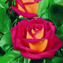 Charger l&#39;image dans la galerie, Rosa Piccadilly.  Half gevuld, licht rode bloemen die aan de onderzijde geel van kleur zijn.  Licht geurend. 
