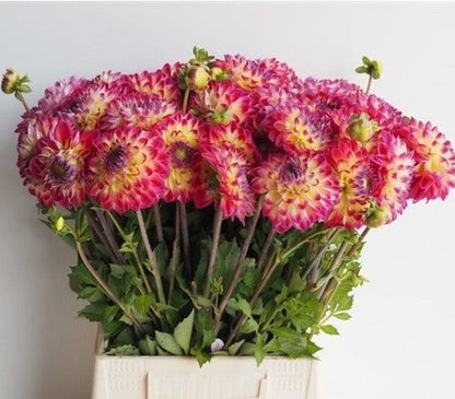 De verblindende schoonheid van Dahlia Hapet Daydream