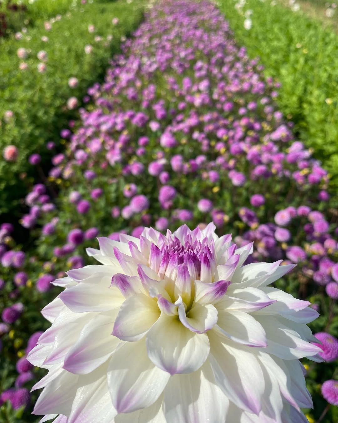 Hapeet Blue Eyes, sublieme kleuren maken deze Dahlia een beauty
