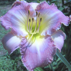  Hemerocallis Mildred Mitchell is een vaste plant en winterhard. Zacht purperroze, donkerder lavendel oog, groene keel