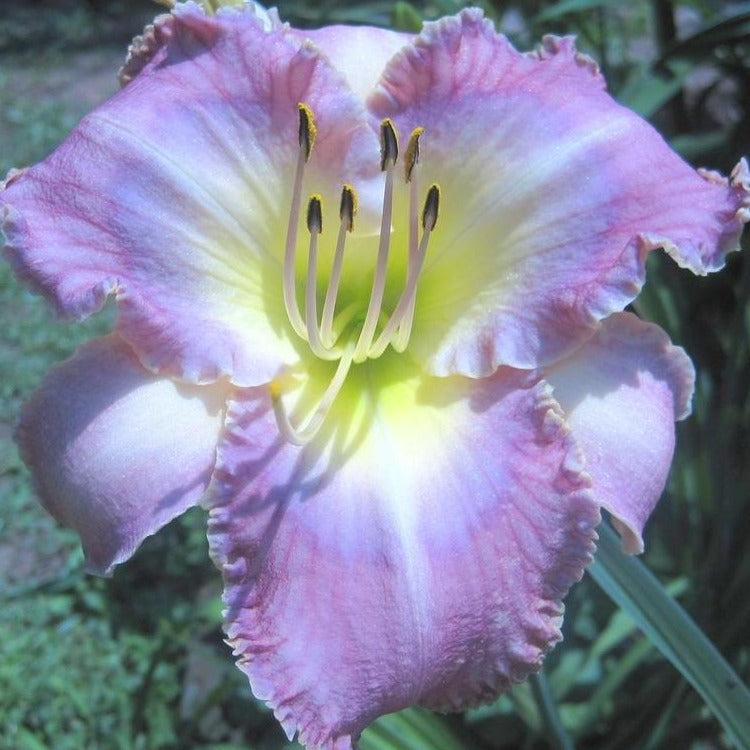  Hemerocallis Mildred Mitchell is een vaste plant en winterhard. Zacht purperroze, donkerder lavendel oog, groene keel