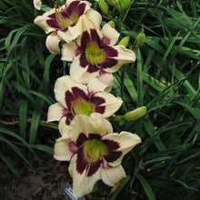 Charger l&#39;image dans la galerie, Hemerocallis Moonlit Masquerade
