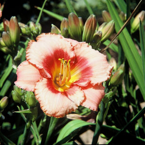 Hemerocallis 'Strawberry Candy' bloeit roze met donkerroze ring in het midden en een groengele keel. 