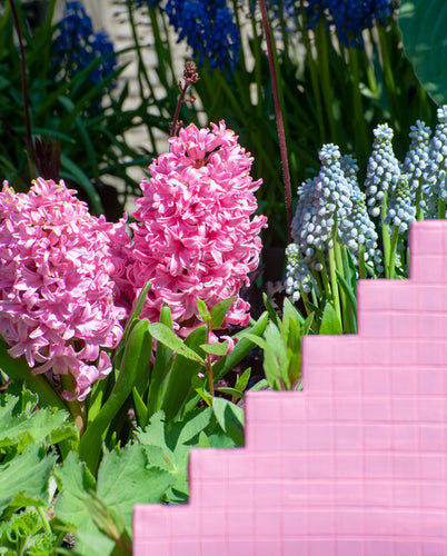 Zeer aromatische geur · Mooie roze bloemen 