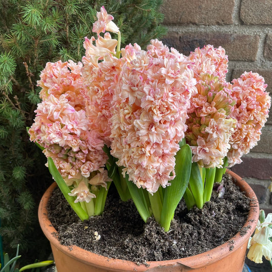 Een echt uniek gekleurde Hyacint die zeer gewild is. Sterk geurend met dubbele, stervormige bloemen.  Bestel ze nu eenvoudig online in onze webwinkel.