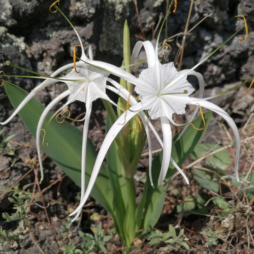 Ismene Harrisiana is een van oorsprong Mexicaanse soort met kleinere maar zeer mooi gevormde zuiver witte geurende bloemen 