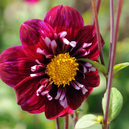 Dahlia Impression Fantastico.   Diep wijnrood met geel Het is een dankbare zomerbloeier die u maandenlang plezier geeft  