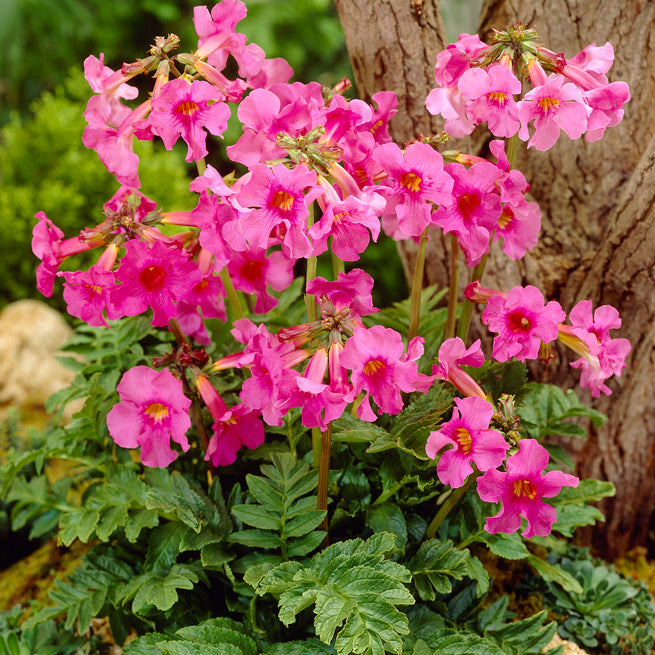 blühender farn incarvillea Incarvillea (Gartengloxinien) – Alkemade bloembollen