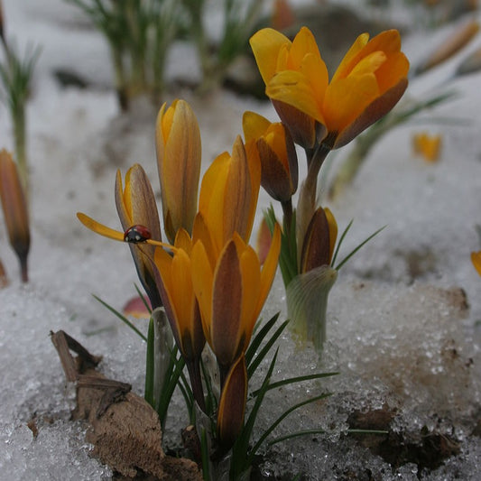 Krokus Korolkowii.  Deze soort groeide in het wild in een gebied dat zich uitstrekt van Pakistan tot Rusland. Ze werd ontdekt door generaal -en botanist- Nikolai Ivanovich Korolkov in 1880