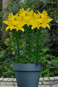 Aziatische Lelie Yellow Power.  In tuinen worden lelies gewaardeerd als attractieve blikvangers in bonte bloemperken, in combinatie met vaste planten, in rotstuinen en tuinen met wilde planten of als potplant.