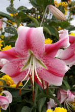 Charger l&#39;image dans la galerie, De prachtige grote bloemen van deze prachtige lelies geven niet alleen een vleugje kleur aan je tuin, ze ruiken ook nog eens heerlijk!
