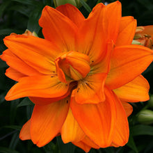 Afbeelding in Gallery-weergave laden, Dubbele aziatische lelie
