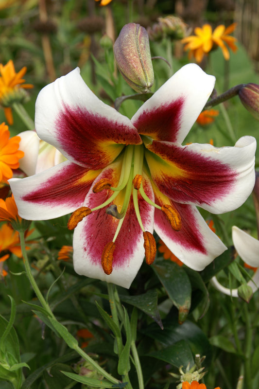Heerlijk geurende bloemen op deze impressionante boomlelie