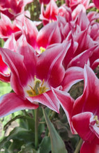 Charger l'image dans la galerie, C'est une véritable merveille qui mérite sans aucun doute une place dans votre jardin!  Commandez les dès maintenant facilement en ligne et plantez les bulbes cet automne 
