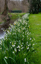 Charger l&#39;image dans la galerie, In tegenstelling tot sneeuwklokjes wordt Leucojum hoog en alhoewel de bloemen op elkaar lijken zijn die van Leucojum groter en eleganter
