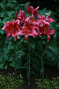 Lilium Red Flash, besteld deze nieuwe lelie makkelijk  en veilig via onze webwinkel!