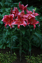Afbeelding in Gallery-weergave laden, Lilium Red Flash, besteld deze nieuwe lelie makkelijk  en veilig via onze webwinkel!
