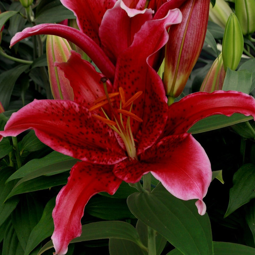 Lilium Red Flash, mooie nieuwe donkerrode lelie met zwarte spikkels 
