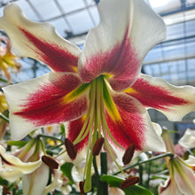Afbeelding in Gallery-weergave laden, Heerlijke tweekleurige boomlelie Beverly Dreams 
