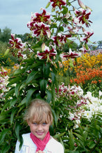 Afbeelding in Gallery-weergave laden, Lelie Beverly Dreams, kleur kastanjebruin-rood, crèmekleurig wit
