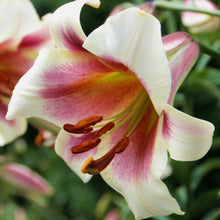 Afbeelding in Gallery-weergave laden, lilium (lelie) Passion Moon
