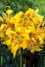 Afbeelding in Gallery-weergave laden, Lelie Yellow Bruse.  Aziaat lelies zijn stevige lelies die makkelijk groeien, geschikt voor meerjarige aanplant in het openbare groen. 
