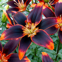 Afbeelding in Gallery-weergave laden, Lilium (lelie) Forever Susan, een lelie opvallende bloemen!
