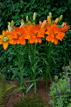 Afbeelding in Gallery-weergave laden, Dubbele aziatische lelie Hulk
