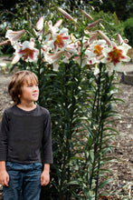 Afbeelding in Gallery-weergave laden, Boomlelie Passion Moon
