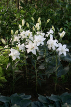 Lade das Bild in den Galerie-Viewer, Lotus Beauty, prachige dubbele lelie met witte bloemen.
