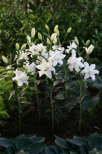 Lotus Beauty, prachige dubbele lelie met witte bloemen.