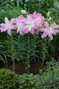 Ob Beet oder Strauß: 'Lotus Elegance' ist mit ihren gefüllten Blüten in Pink-Rosa, die zudem anmutig duften, stets eine vortreffliche Wahl!