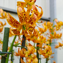 Charger l'image dans la galerie, Lilium (lis) Martagon Sunny Morning,  lis hybride de Martagon, Jaune d'or moucheté de brun-orange.  Découvrez un grand choix de bulbes de Lis sur le site www.bulbes.net
