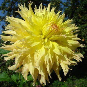 Mingus Joshua.  Een van de vele Mingus Dahlia’s, maar ook waarschijnlijk één van de meest imposante. En al zeker door de onwaarschijnlijk volle grote bloem!