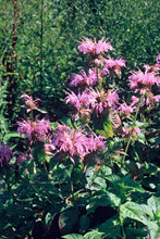 Afbeelding in Gallery-weergave laden, Monarda &#39;Croftway Pink&#39; bloeit met mooie helderroze bloemen met paarse schutbladen

