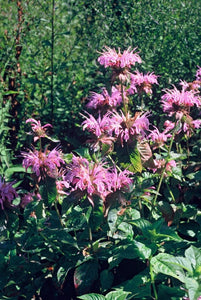 Monarda 'Croftway Pink' bloeit met mooie helderroze bloemen met paarse schutbladen