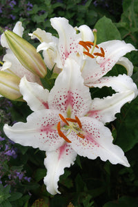 Lelie Muscadet.  De grote witte bloemen hebben rode spikkels en verspreiden een verukkelijke zoete geur.