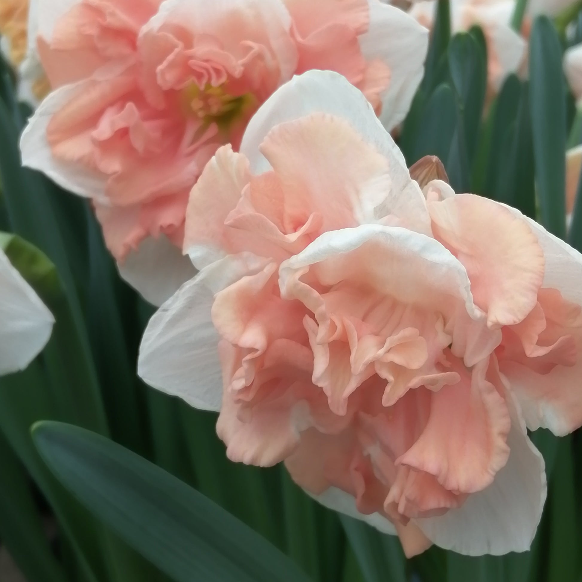 Narcis Apricot Whirl.  &nbsp;Deze spleetkronige narcis heeft een warme zalmroze kleur op een witte achtergrond.  Dit is zeker één van de mooiste narcissen die er zijn.