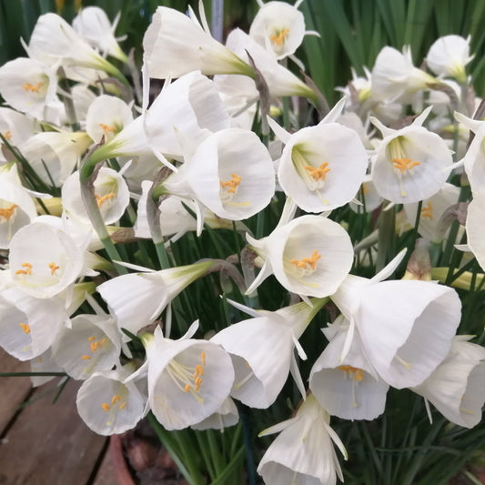 Bij deze dwergnarcis speelt de trompet absoluut de boventoon. Hieraan danken de witte bloemen de naam 'Petticoat, ofwel 'Hoepelrok narcis'.
