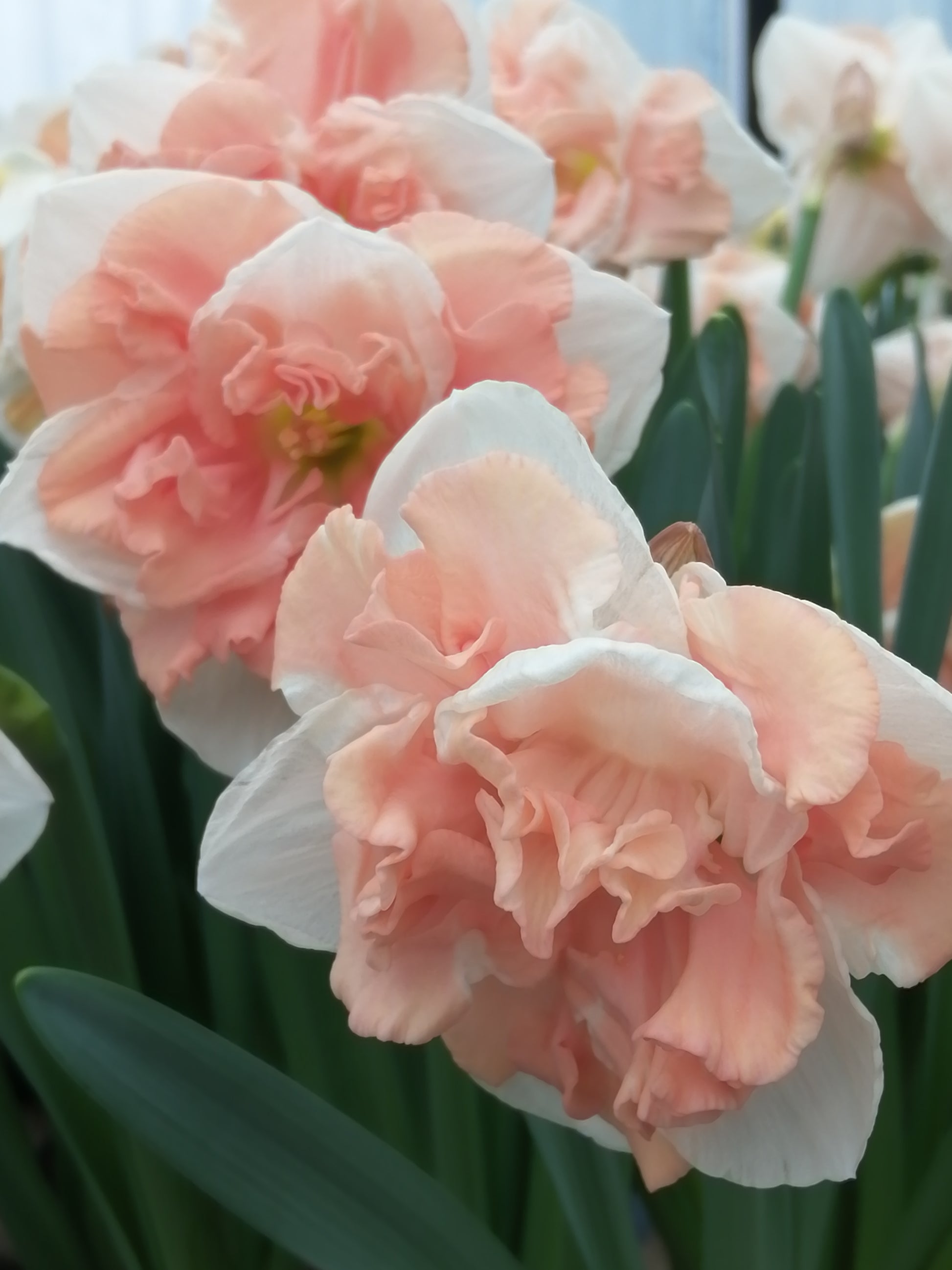Narcis is genoemd naar de ijdele jager in de Griekse mythologie. Narcissus was zo verliefd op zijn spiegelbeeld in het water dat hij er uiteindelijk in verdronk. Daarom kijken narcissen altijd een beetje naar beneden