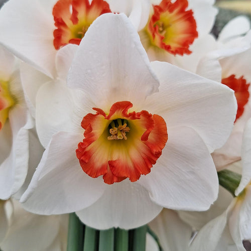Narcis Hullabaloo.  Bestel ze nu makkelijk via onze website
