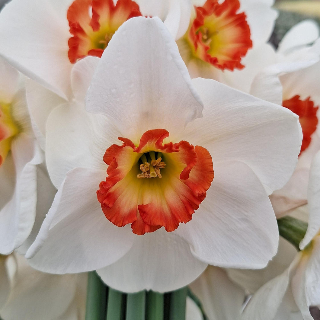 Narcis Hullabaloo.  Bestel ze nu makkelijk via onze website