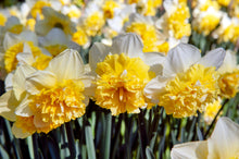 Afbeelding in Gallery-weergave laden, Narcis Ice King (dubbele narcis). Onstaan door kruising met de bekende Narcis Ice Folies.
