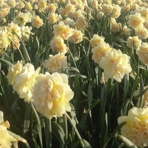 Narcis Pom Pom Rose.  Ze hebben wat weg van een roos, maar toch is het een narcis!  Wondermooie zachte kleuren combinatie van creme, roze en een vleugje groen. 